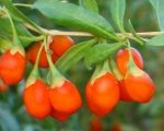 Ιστοσελίδα - Goji Berry | Goji Berry Greece