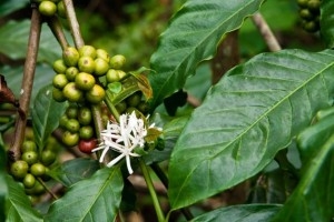 Green Coffee Greece